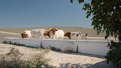 Las rutas d'Ambrosio - El pasado burgués de la Campiña de Jerez