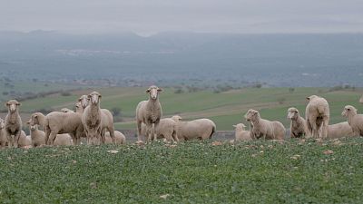 Las rutas d'Ambrosio - Los Pedroches: La mayor dehesa del mundo