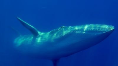 L'Informatiu de la Comunitat Valenciana 1 - 21/07/25