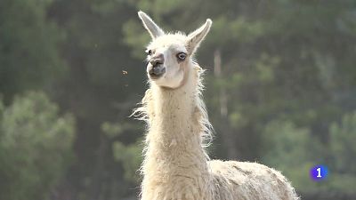 L'Informatiu de la Comunitat Valenciana 1 - 22/08/25