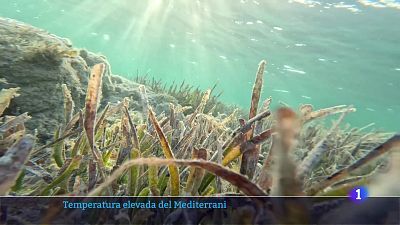 L'Informatiu de la Comunitat Valenciana 2 - 19/08/25