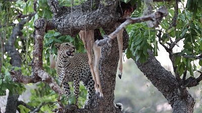 Cazadores de África - Episodio 4: La princesa que tuvo que crecer