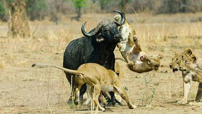Cazadores de África - Episodio 6: La batalla de los búfalos