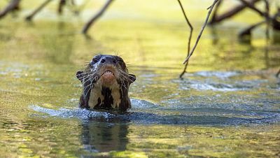 Episodio 5: Río, la cría de nutria gigante