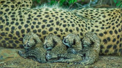 Usana, la guepardo nacida para ser salvaje