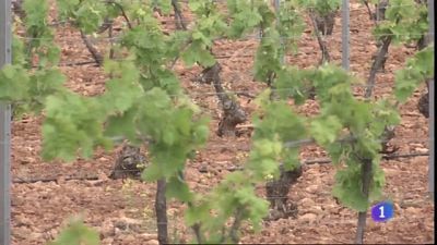 UPA pide ayudas urgentes para el sector del vino