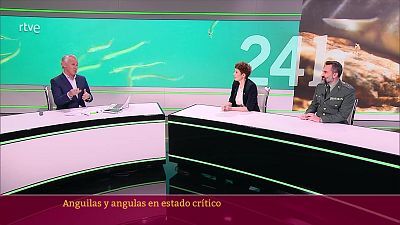 Anguilas y angulas en estado crítico