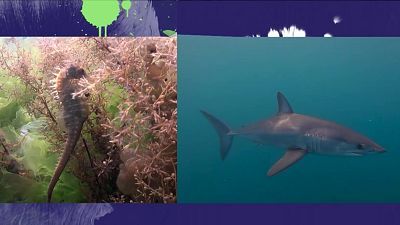 Caballitos de mar y tiburones