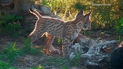 La recuperación del lince ibérico