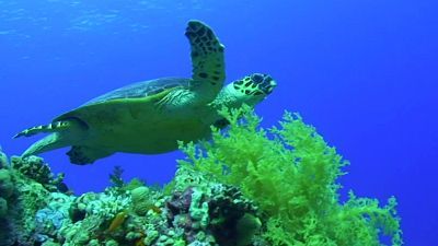 Proteger las tortugas marinas