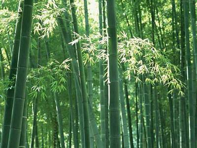 En China apuestan por el bambú
