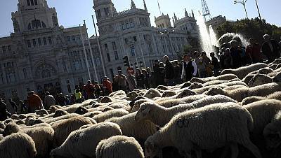Las ovejas buscan sitio en la capital