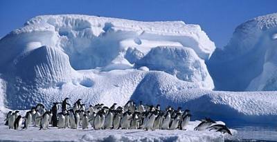 Los pingüinos frente al deshielo