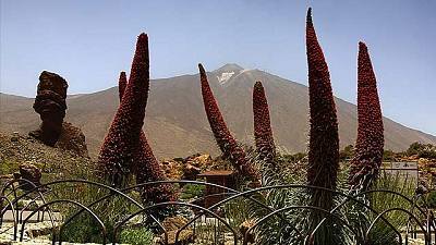 Los tajinastes vuelven a florecer en el Teide