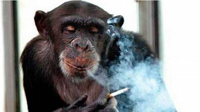 Monos fumadores