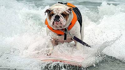 Perros surfistas