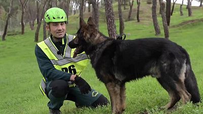 Campeonato Nacional militar de adiestramiento de perros