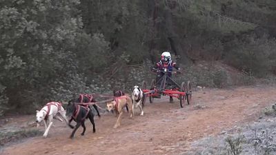 Mushing en tierra - Campeonato de España Olvega (Soria)