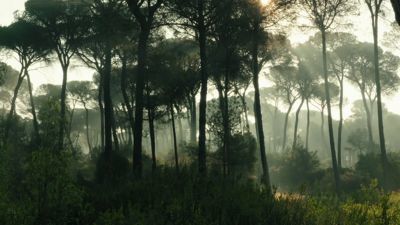 Planeta Selva: El jardín de los dioses. Pinar mediterráneo