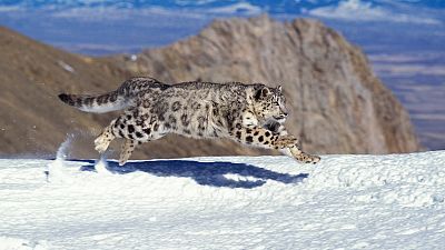 El leopardo de las nieves