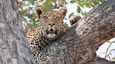 Leopardo. El felino todoterreno