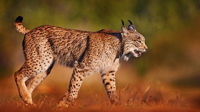 Lince ibérico: el gran felino mediterráneo