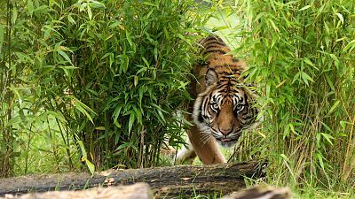 Tigres. El tigre de Bengala