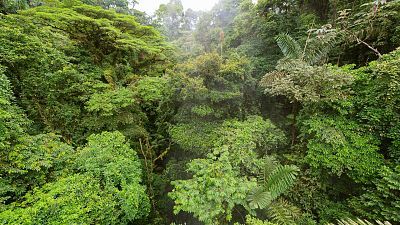 Selvas en las nubes. Costa Rica