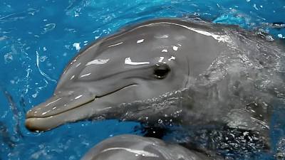 Entender a los delfines