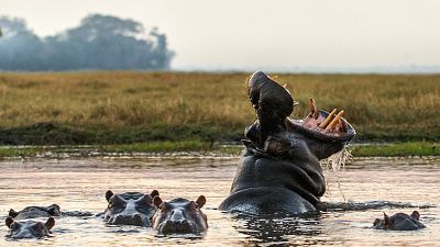 Episodio 4: El río de los hipopótamos