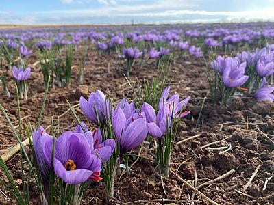 Azafrán, el otoño de la flor