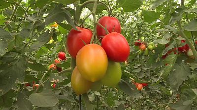 Tomate sabrosón