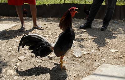Aunque están prohibidas, en España hay peleas de gallos