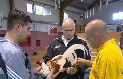 Por primera vez en varios años una cámara de TVE puede entrar en una pelea de gallos en Canarias