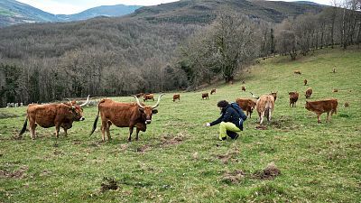 T2 - Camino de Santiago - Unas vacas guapas y la saga de los Mario