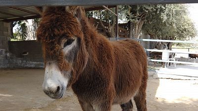 Chipre: Burros dorados, aldeas tradicionales