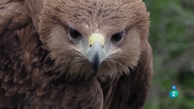 Caçadors salvatges - Wild hunters - Les àguiles i els falcons