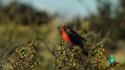 Grans Documentals - 24 hores a la natura