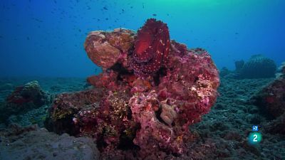 Grans Documentals - A les profunditats de l'oceà: La supervivència