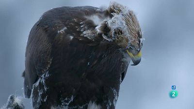 Grans documentals - Aus de presa: Un puny de dagues. Coneguem les aus de presa