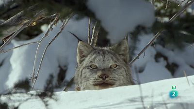 Grans Documentals - Canadà, sobreviure en el nord més salvatge