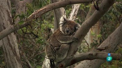 Grans documentals - Conèixer els marsupials