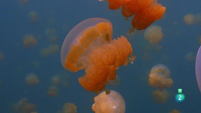 Grans Documentals - De l'alba al crepuscle: Illes del Pacífic, commoció a l'oceà