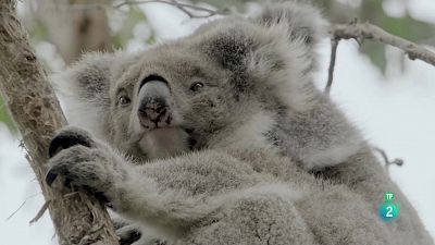 Grans Documentals - De l'alba al crespuscle: La febre de la primavera a Austràlia