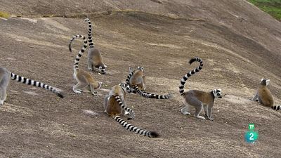 Grans Documentals - De l'alba al crespuscle: Madagascar, llangardaixos i lèmurs