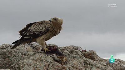 Grans documentals - El caçador sigil·lós