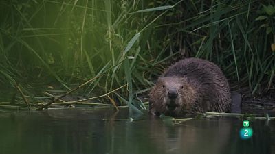 Grans documentals - El castor: una força de la natura