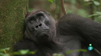 Grans documentals - El goril·la de costa