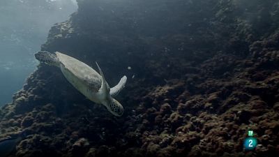 Grans Documentals: El mar d'Aràbia: El llegat d'una tortuga