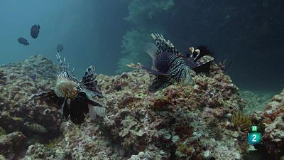 Grans Documentals - El mar d'Aràbia: Els carnívors de l'escull de coral